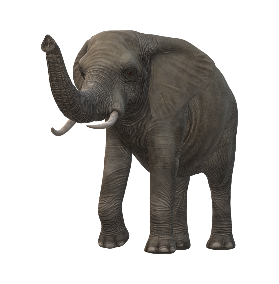 Elephant isolated on a Transparent Background png