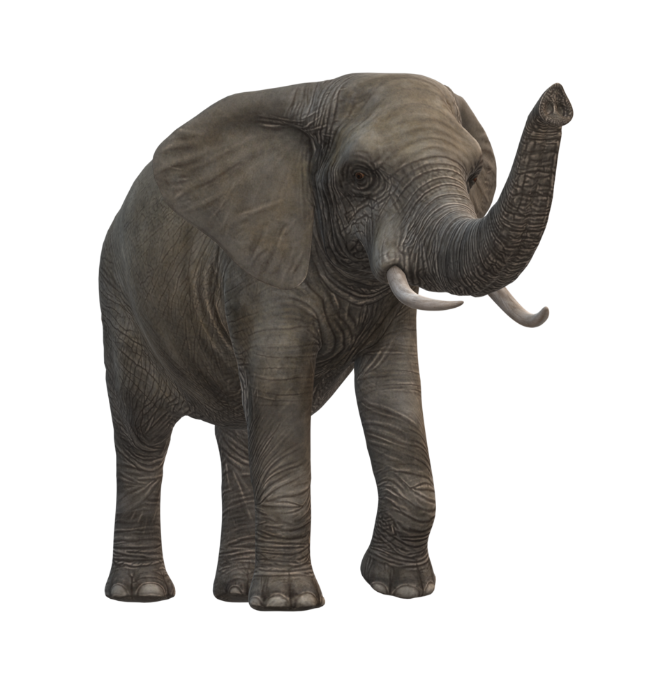 Elephant isolated on a Transparent Background png