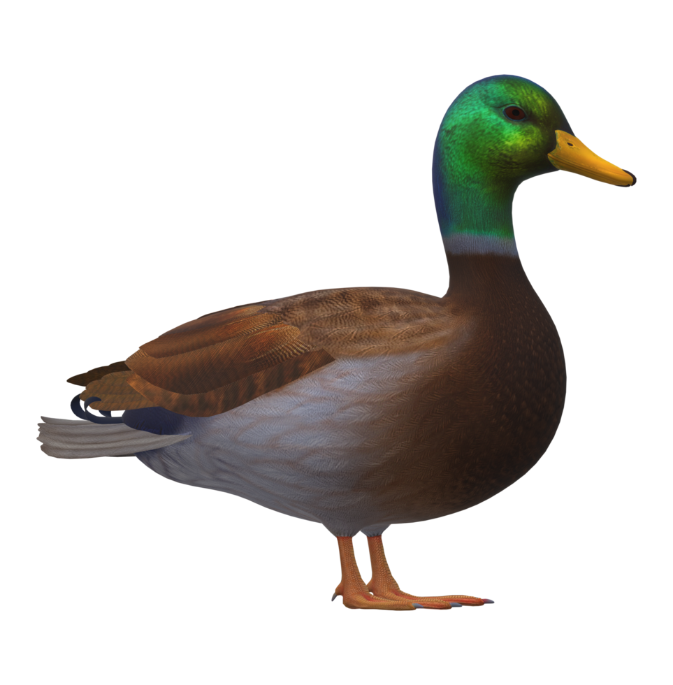 Duck isolated on a Transparent Background png