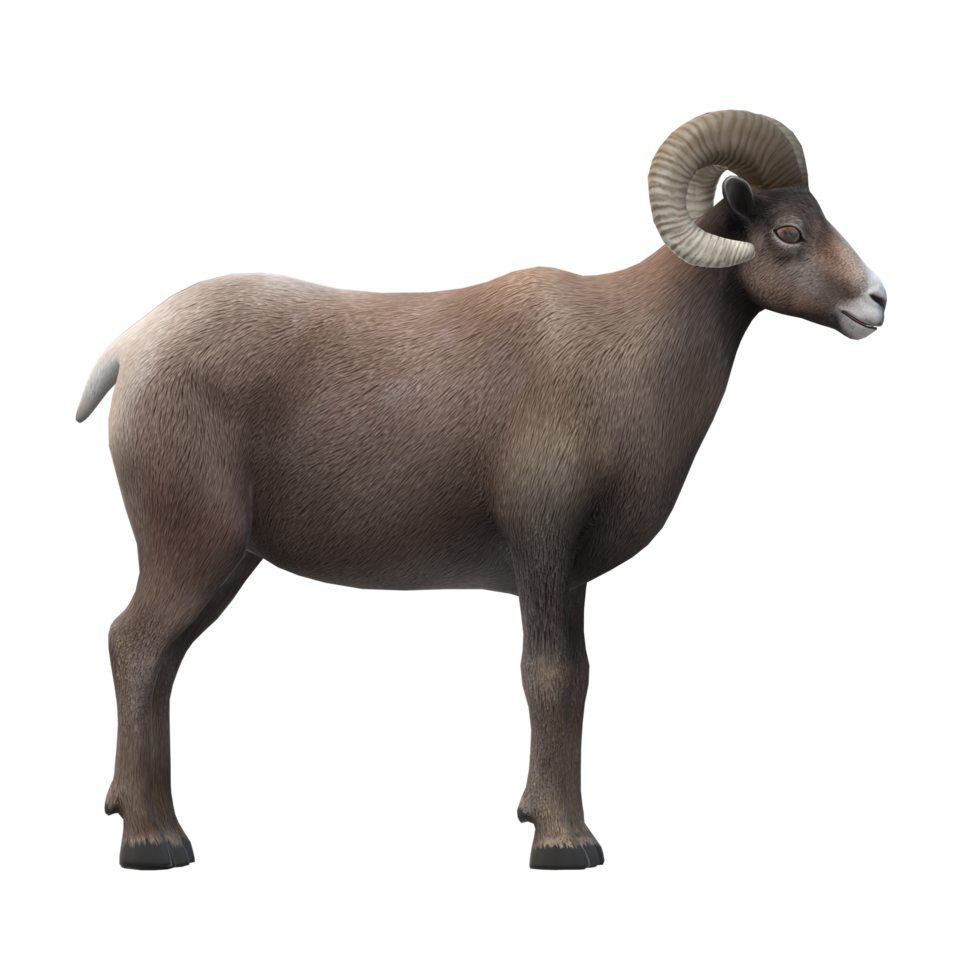 Ram isolated on a Transparent Background png