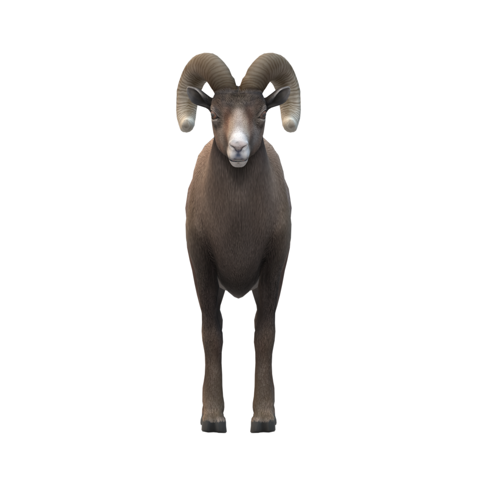 Ram isolated on a Transparent Background png