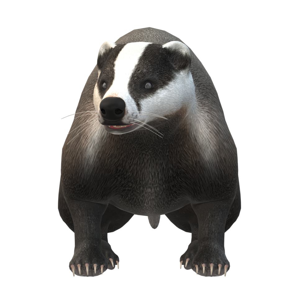 Badger isolated on a Transparent Background png