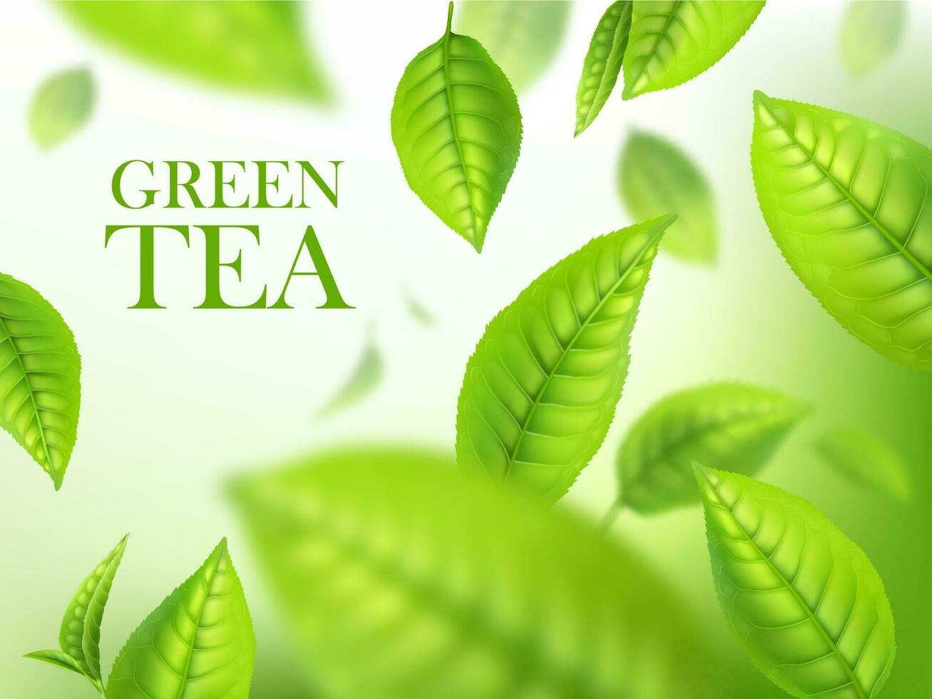 Green tea leaves, organic herbal background, ads vector