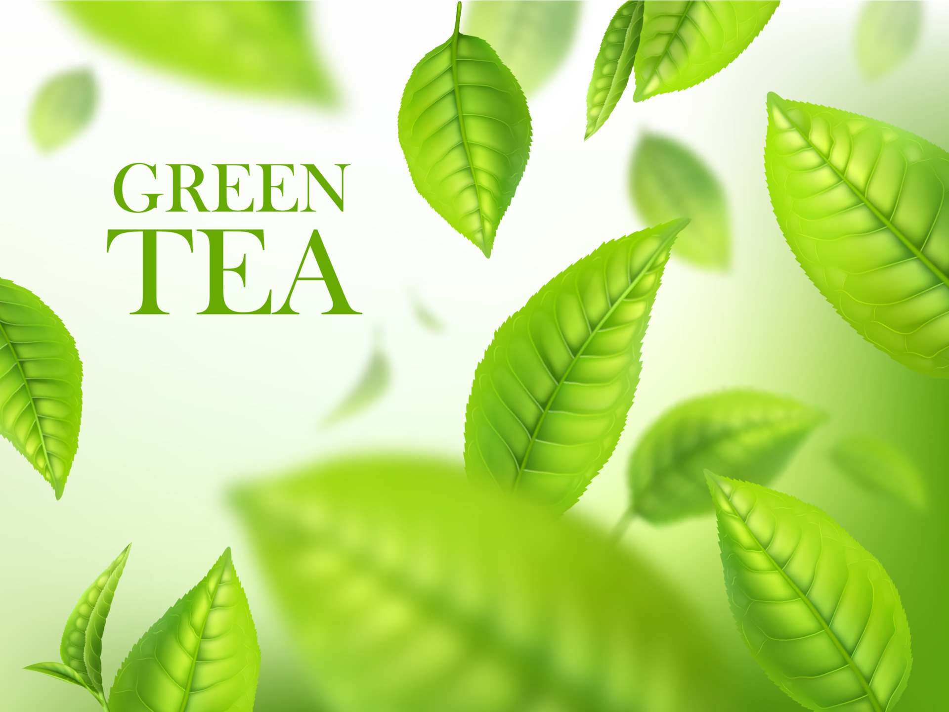 Green tea leaves, organic herbal background, ads 23556712 Vector Art at