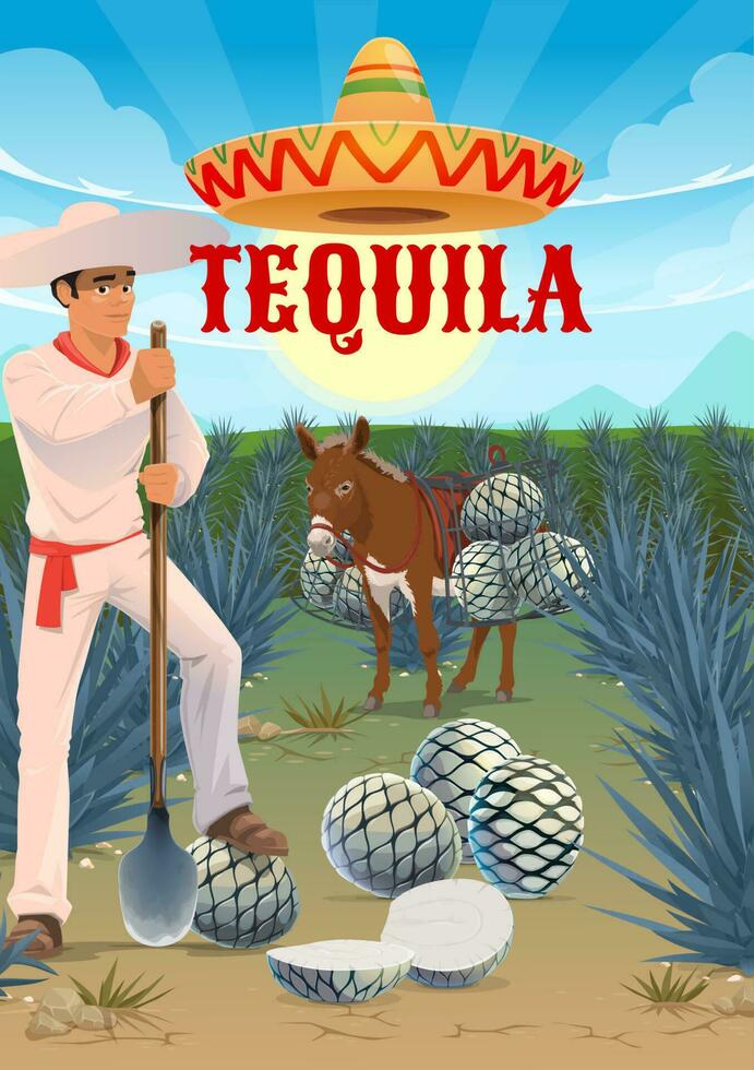 Tequila production, agave growing and harvesting vector