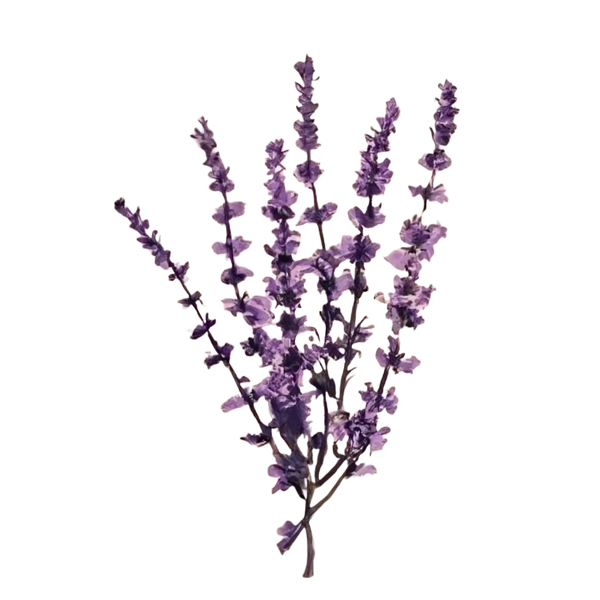 Lavender Flowers Bouquet Watercolor Clipart 23556965 PNG