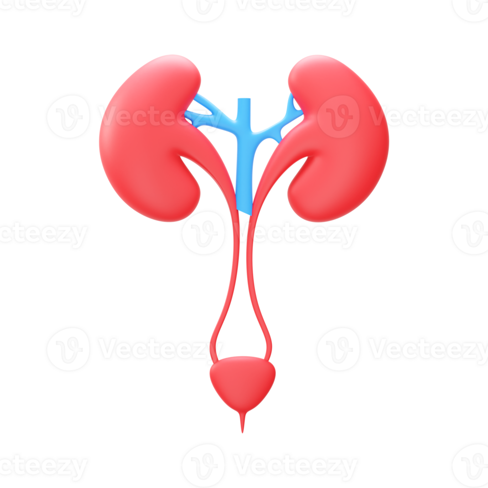 3D Illustration Of Urinary System Element In Blue And Red Color. png