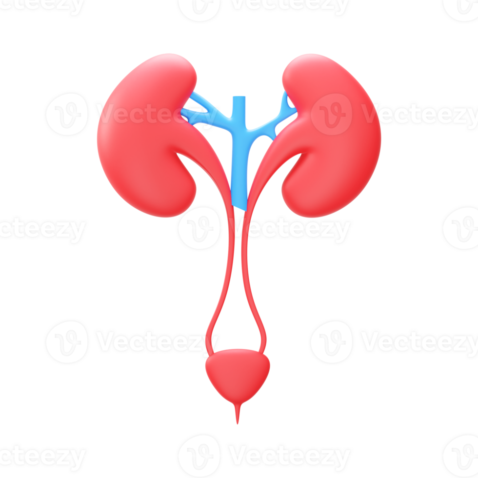 3d illustratie van urine- systeem element in blauw en rood kleur. png