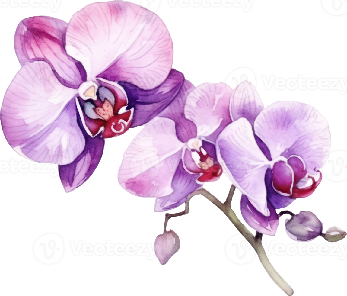 Purple Orchid flower watercolor illustration. png