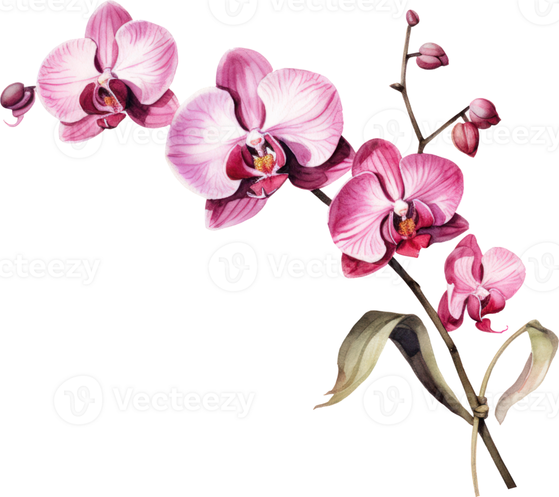 Pink Orchid flower watercolor illustration. png