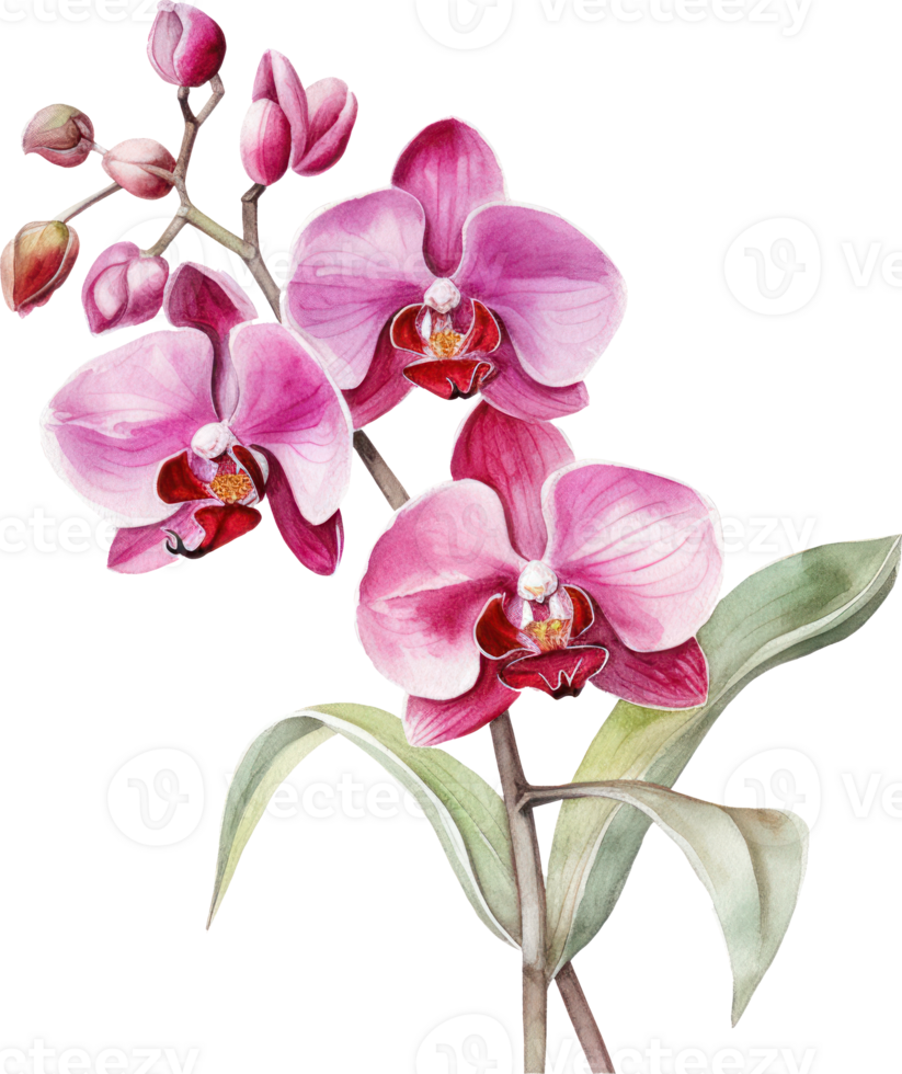 rosa orkide blomma vattenfärg illustration. ai genererad png