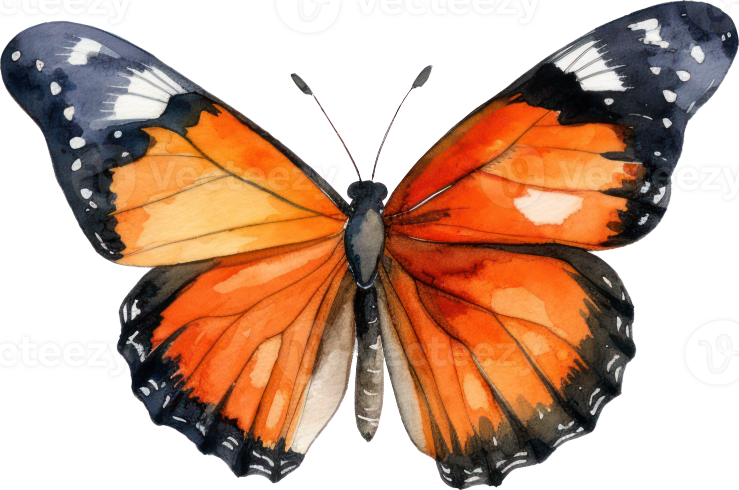 Butterfly Watercolor Illustration. png