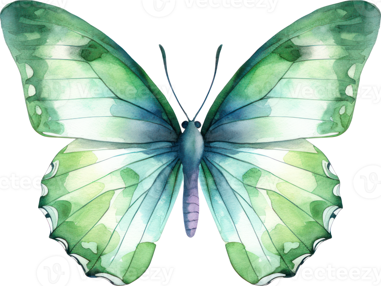 Butterfly Watercolor Illustration. png