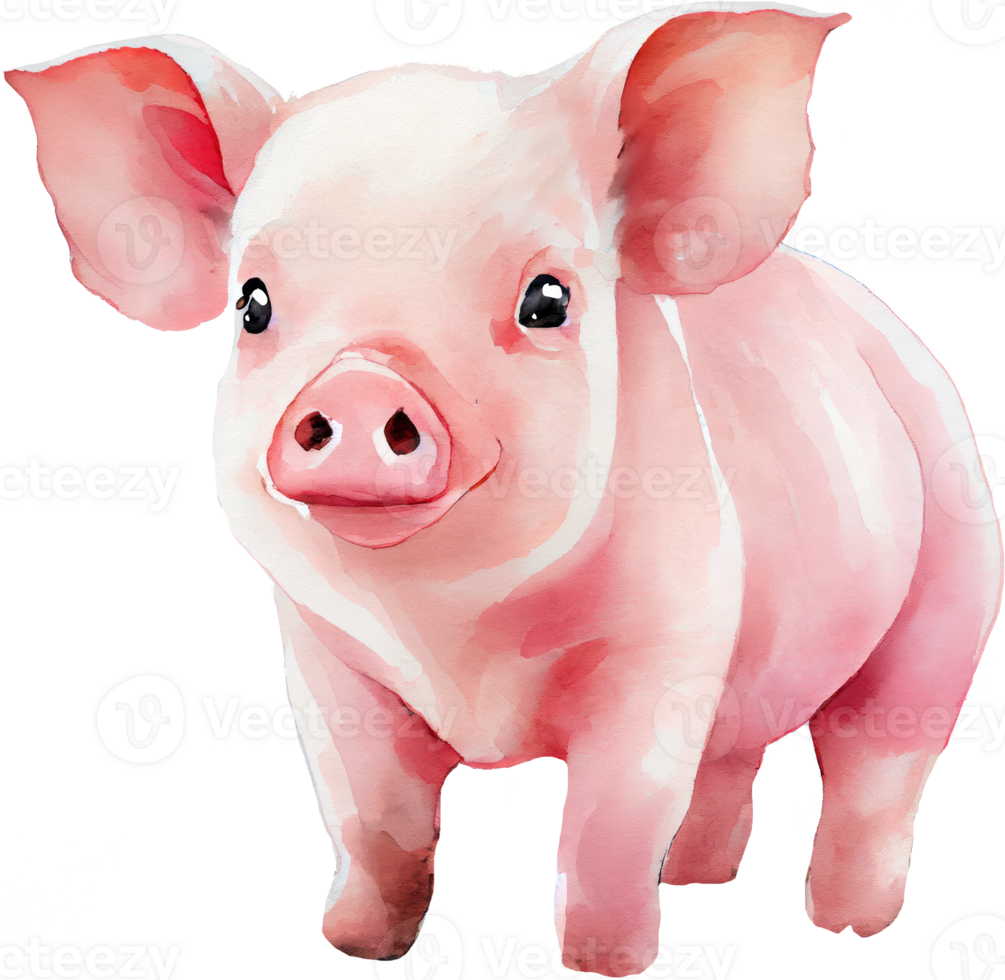 Pig animal watercolor illustration. png