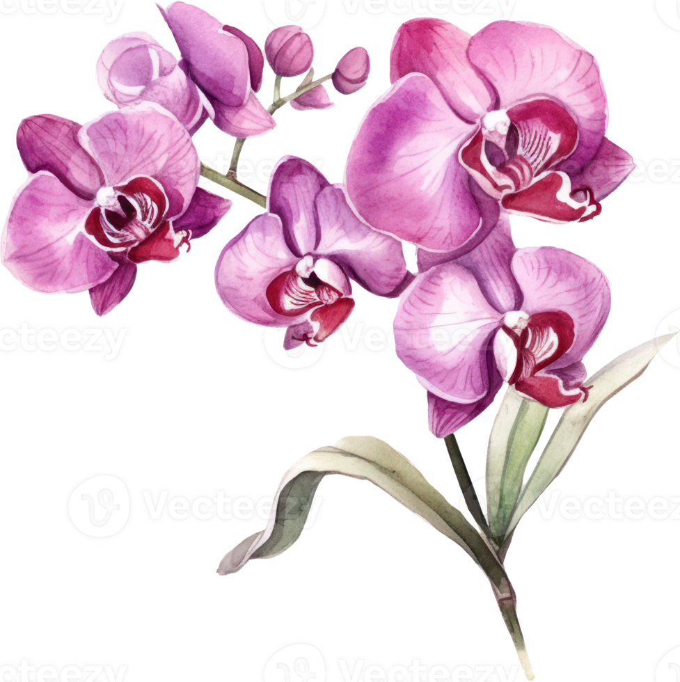 Purple Orchid flower watercolor illustration. png