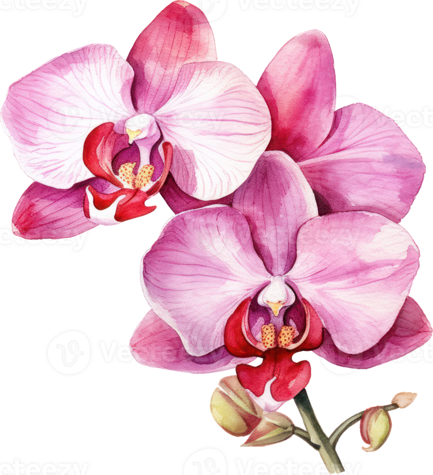 Pink Orchid flower watercolor illustration. png