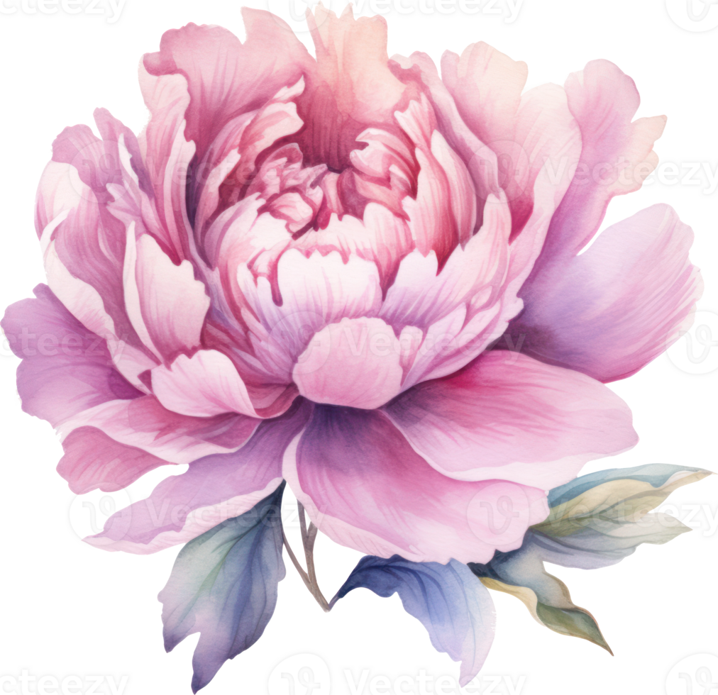 Peony Pink Flower Watercolor Illustration. png