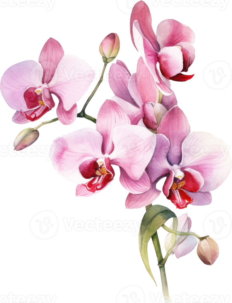 Pink Orchid flower watercolor illustration. png