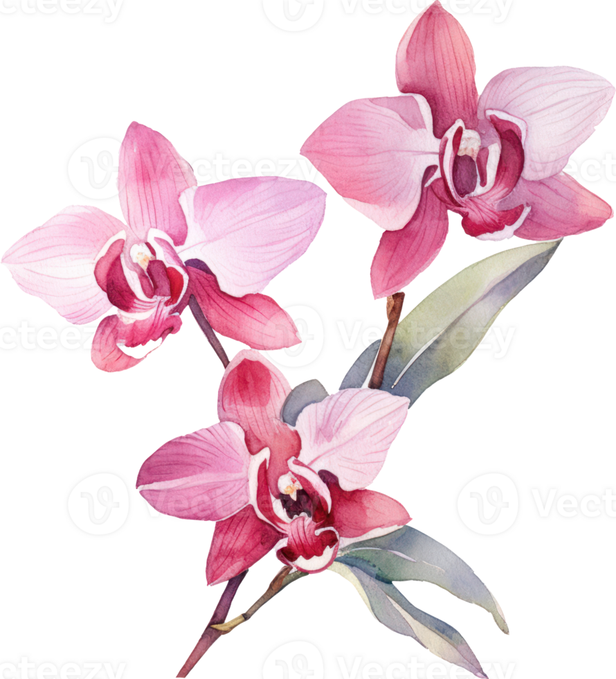 Pink Orchid flower watercolor illustration. png