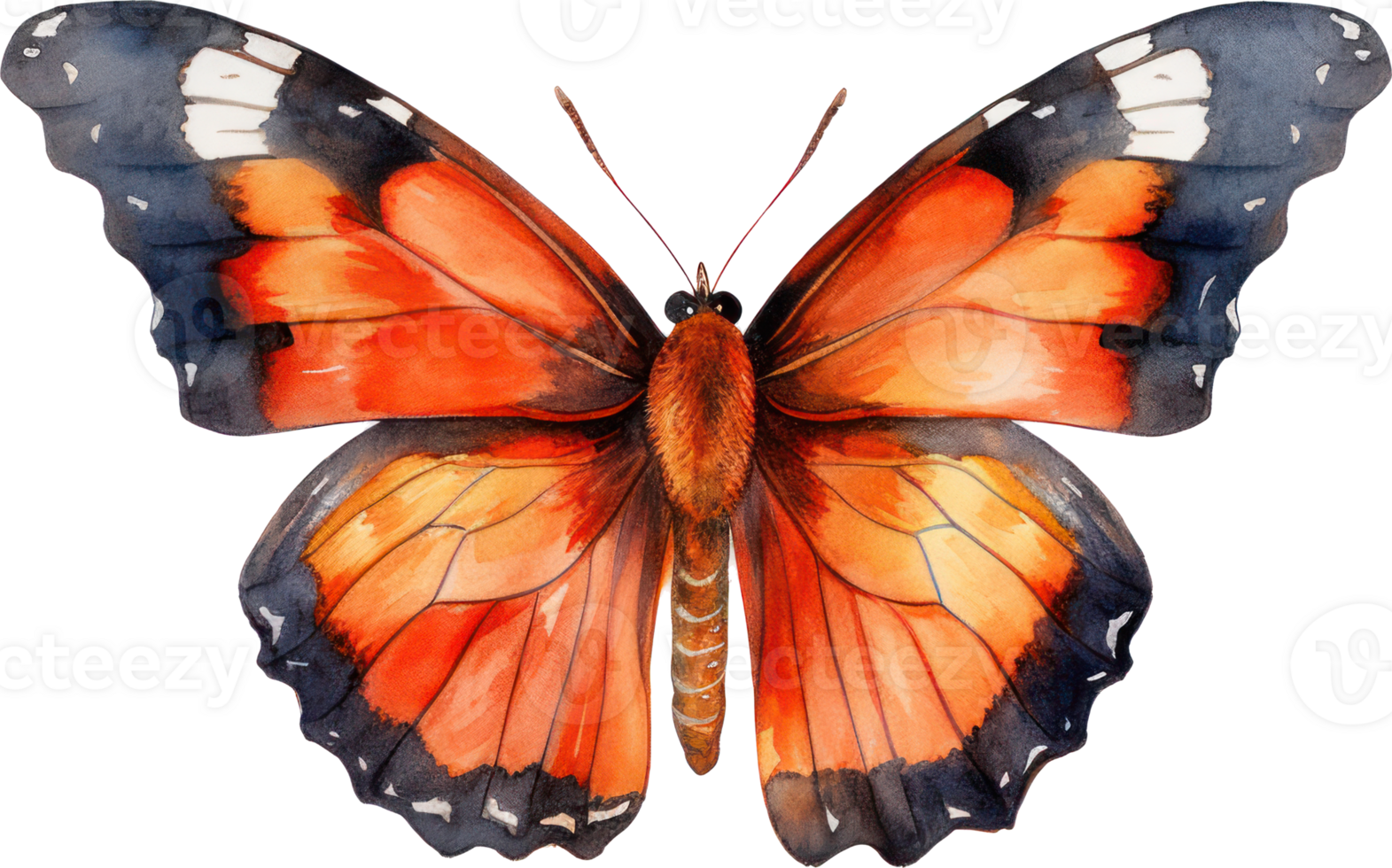 Butterfly Watercolor Illustration. png
