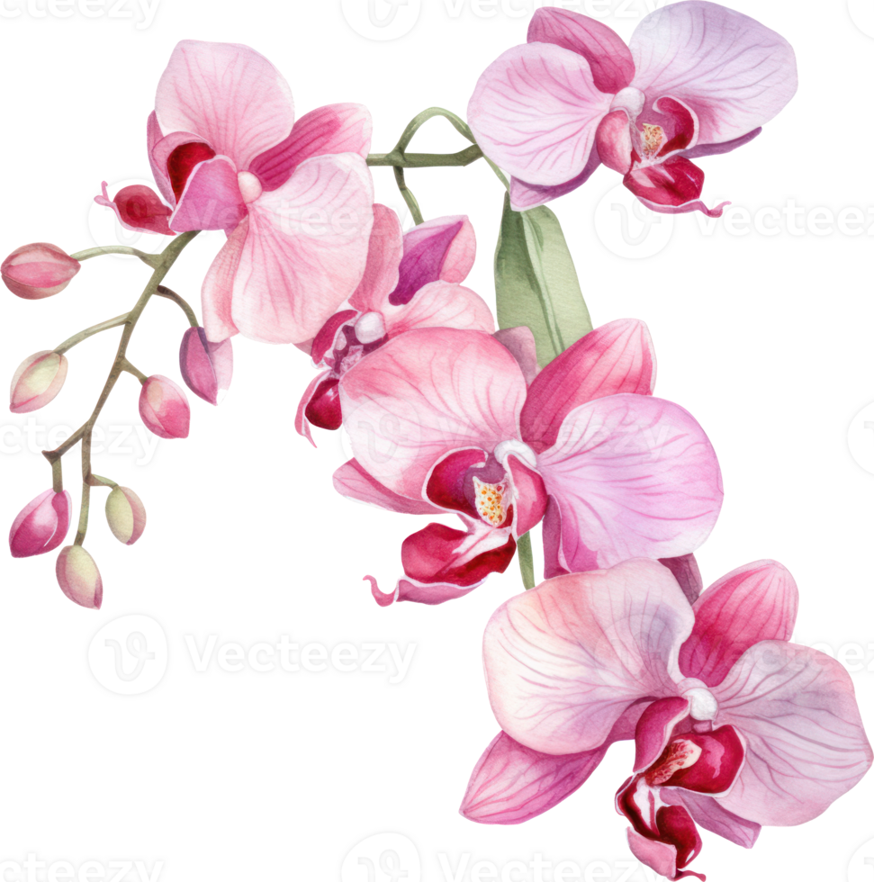 Pink Orchid flower watercolor illustration. png