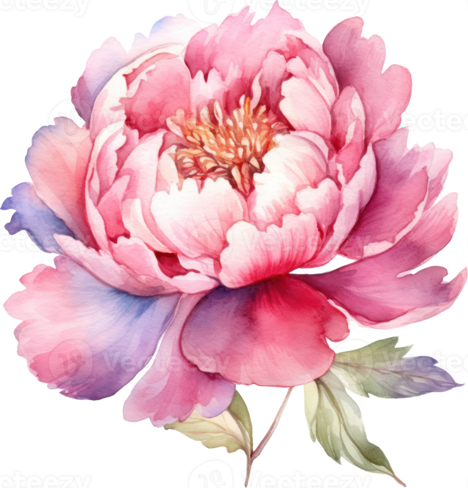 Peony Pink Flower Watercolor Illustration. png