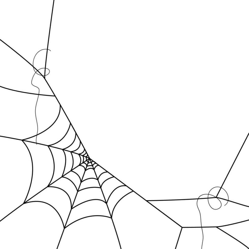 spider web wallpapers. cobweb background. illustration of a web. Vector Spider web on white. Spider web elements for decor. spiderweb.