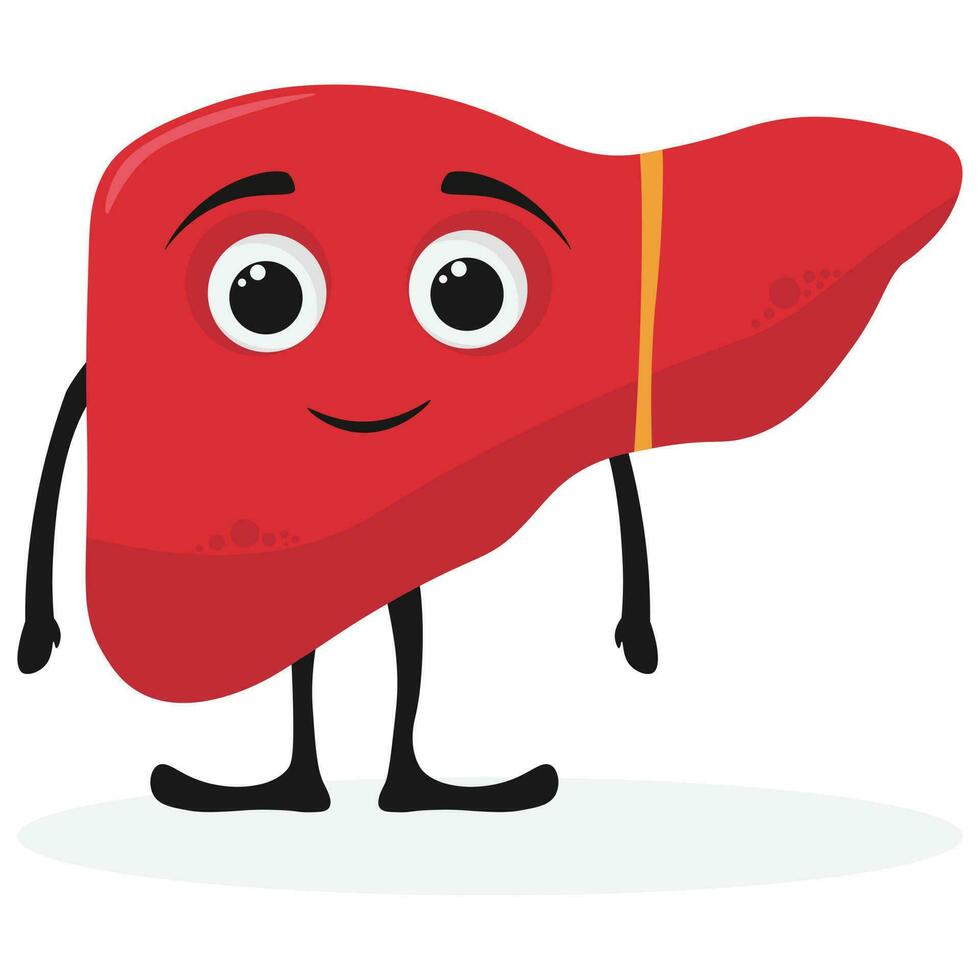 Healthy happy smiling cute liver character. Vector illustration in flat and cartoon style