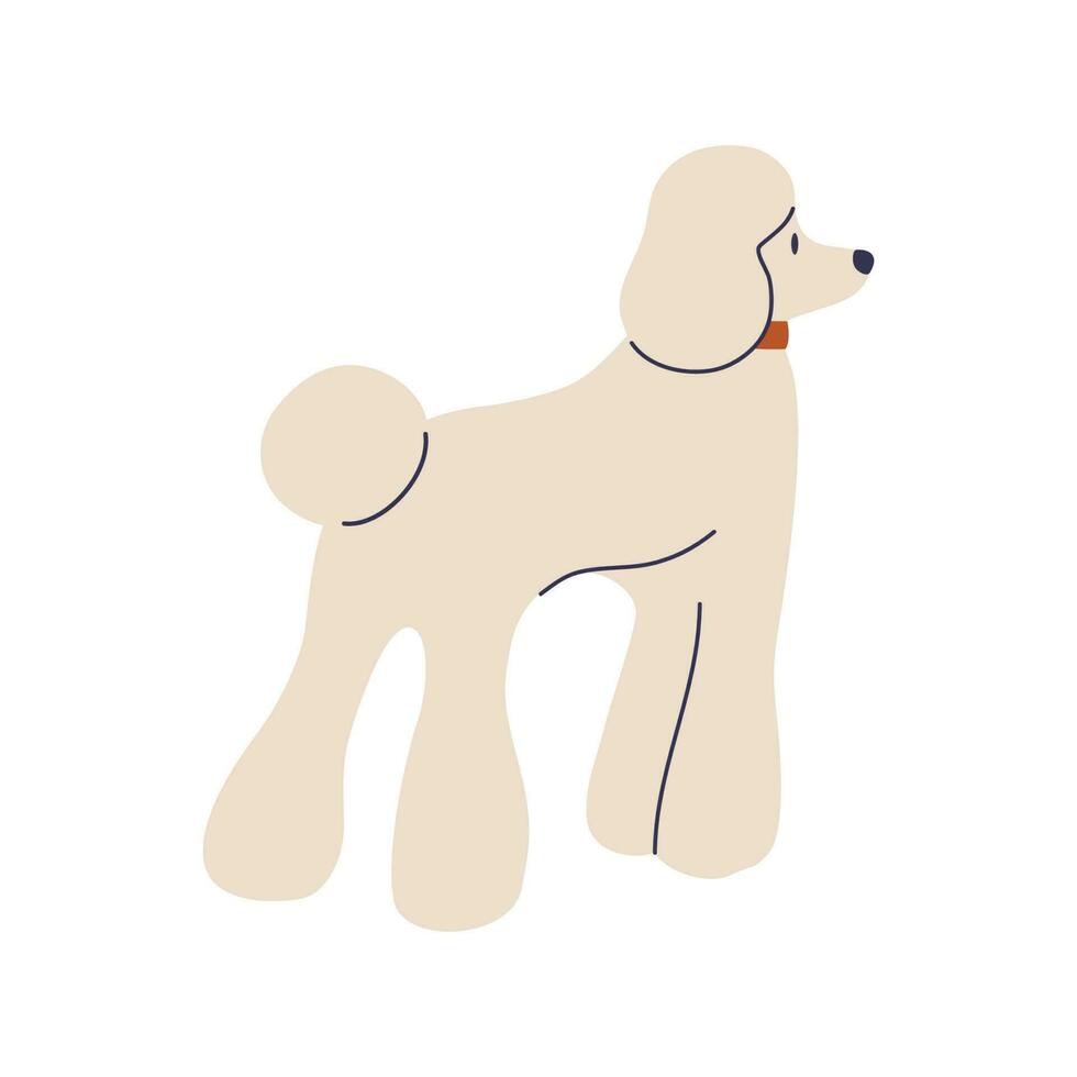 caniche perro. plano vector ilustración.