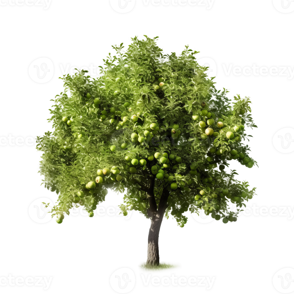 Apple tree isolated. Illustration png