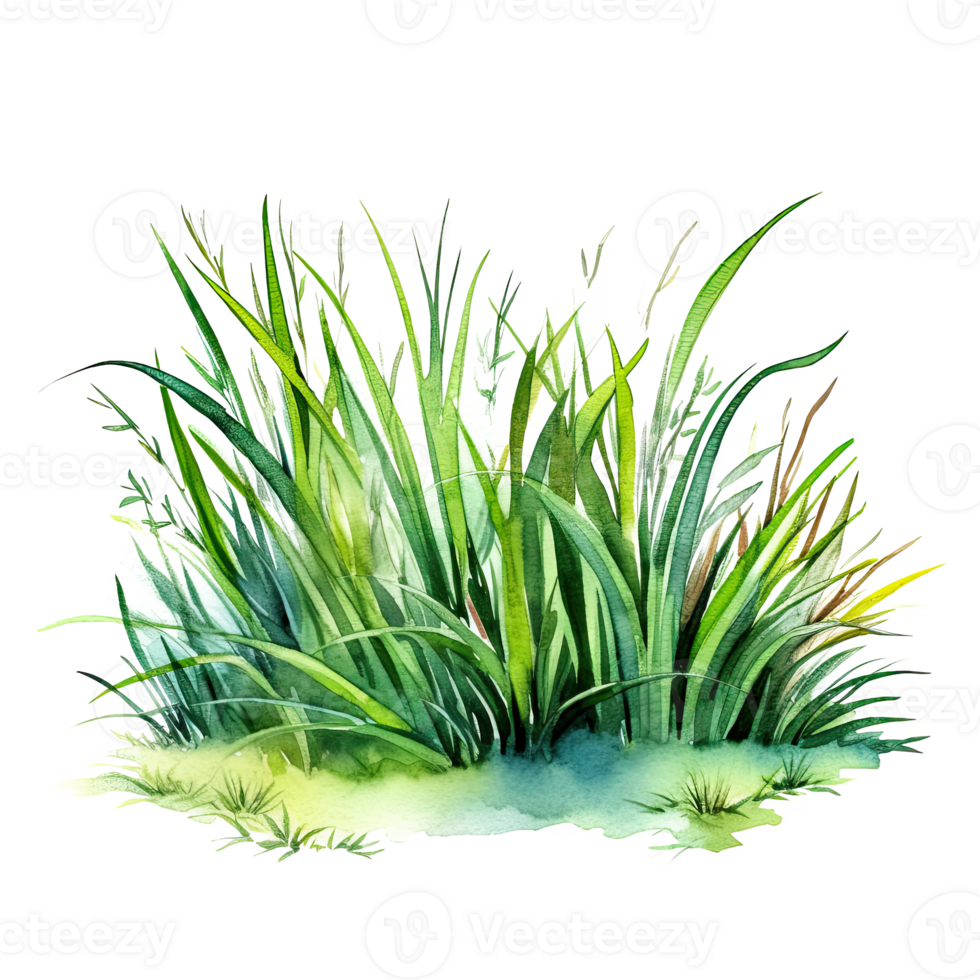 Watercolor green grass. Illustration png