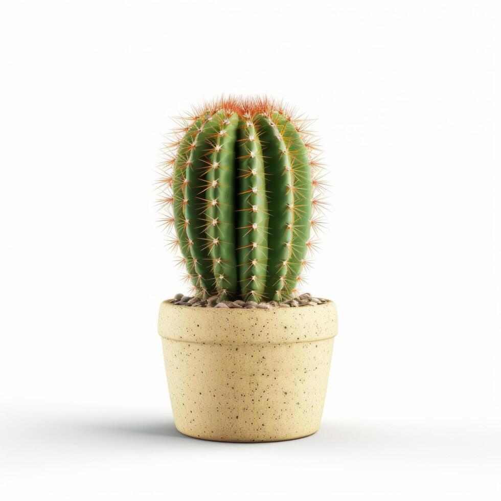 Cactus isolated. Illustration photo