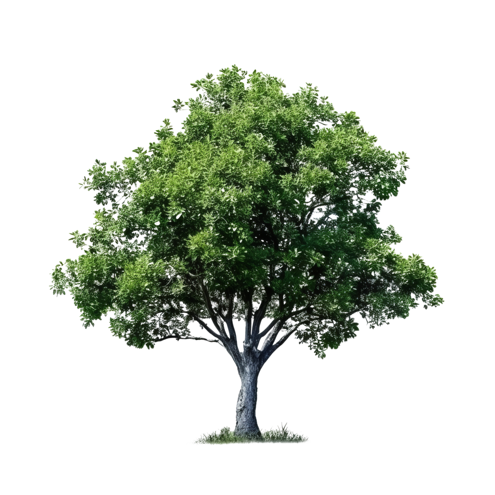 verde albero isolato. illustrazione ai generativo png