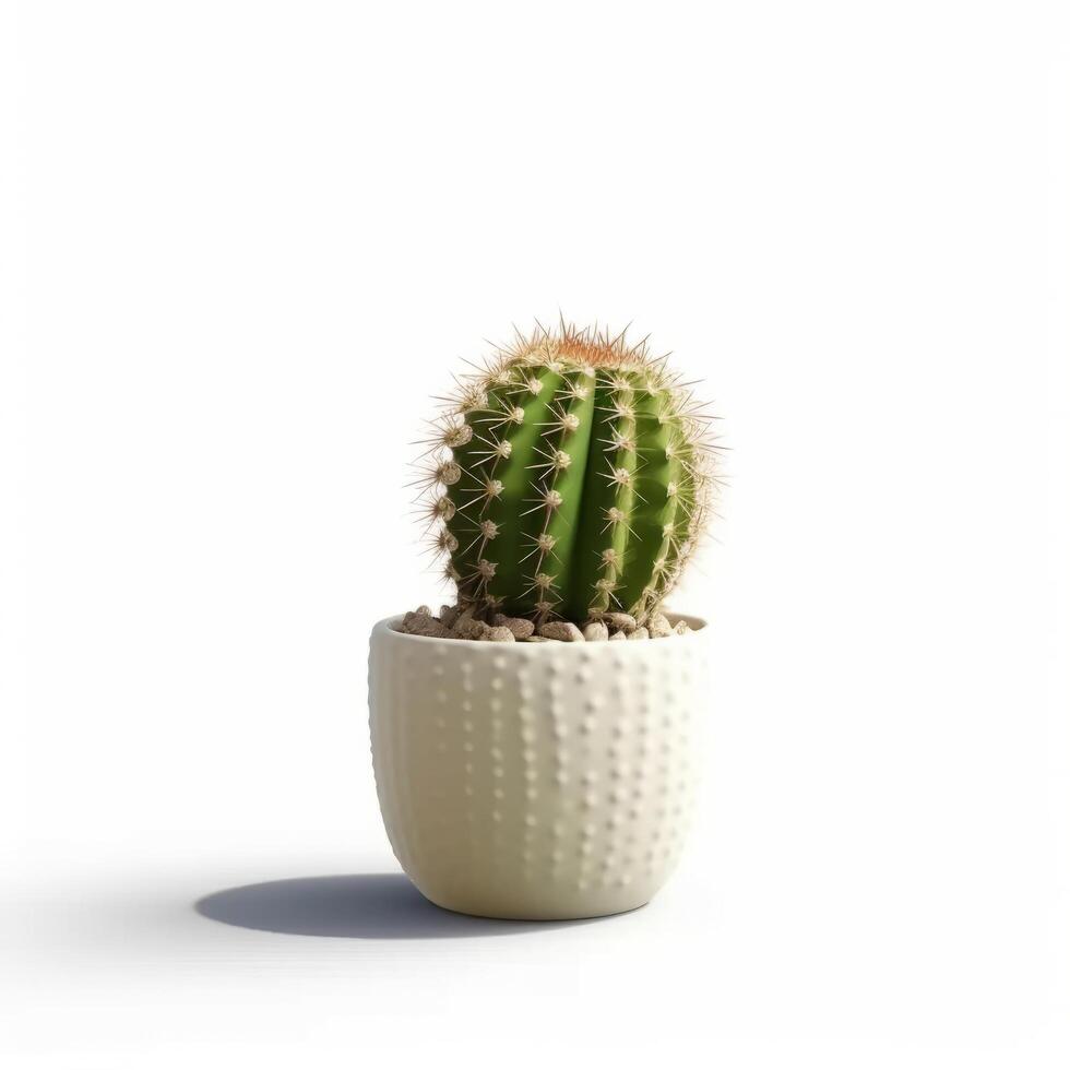 Cactus isolated. Illustration photo
