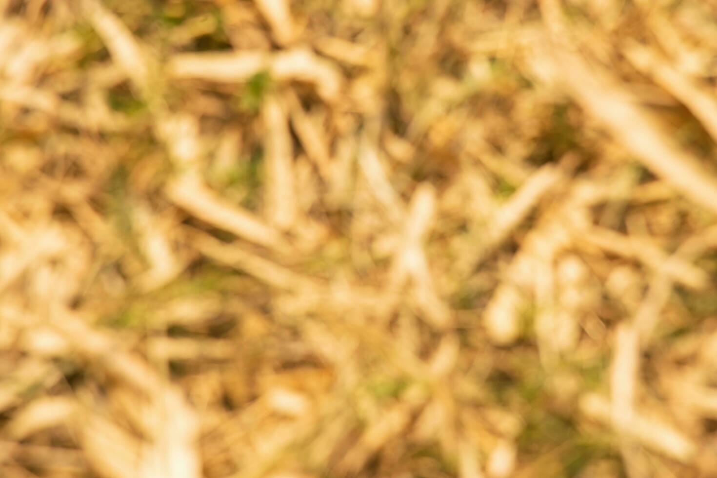 Yellow bamboo leaves bokeh picture photo