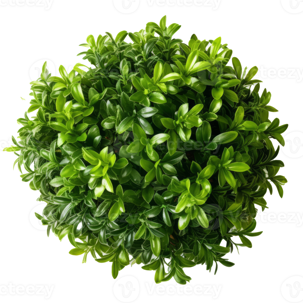Green bush isolated. Illustration png