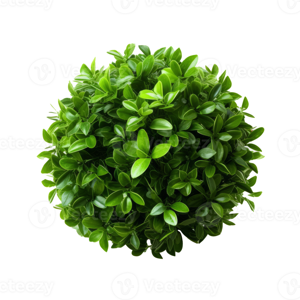 Green bush isolated. Illustration png