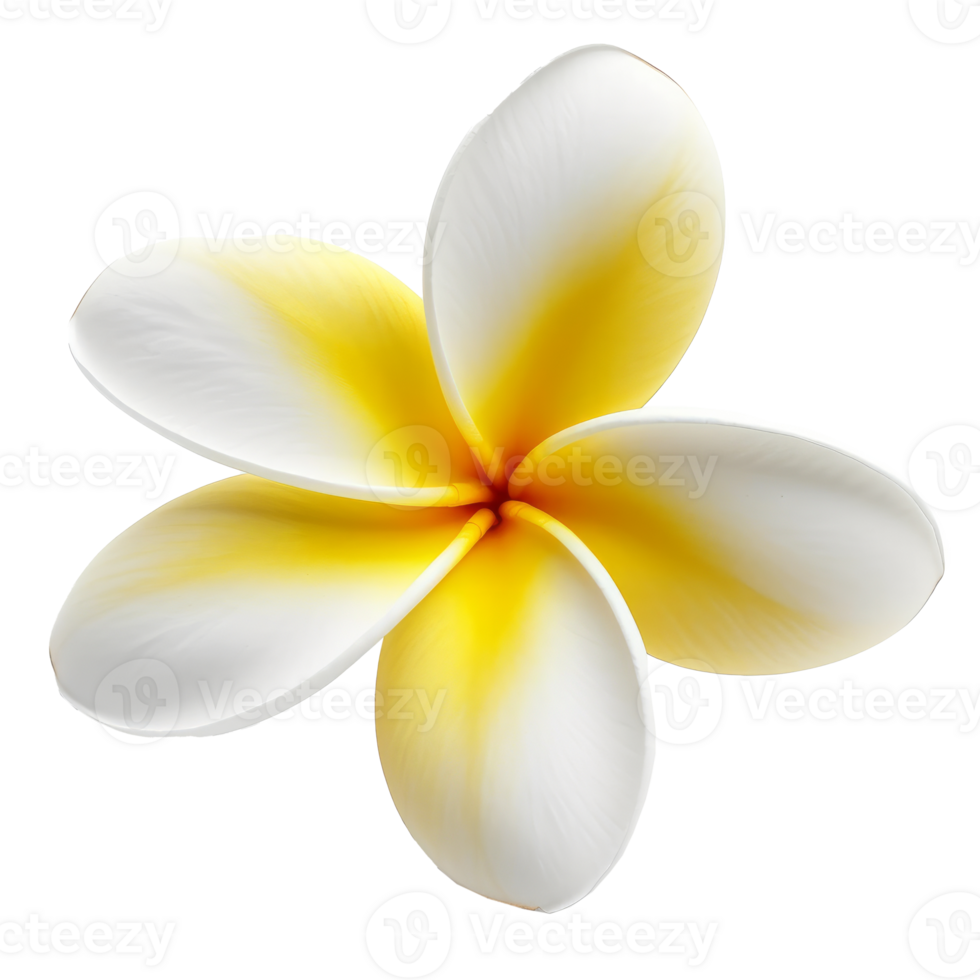 Plumeria flower isolated. Illustration png