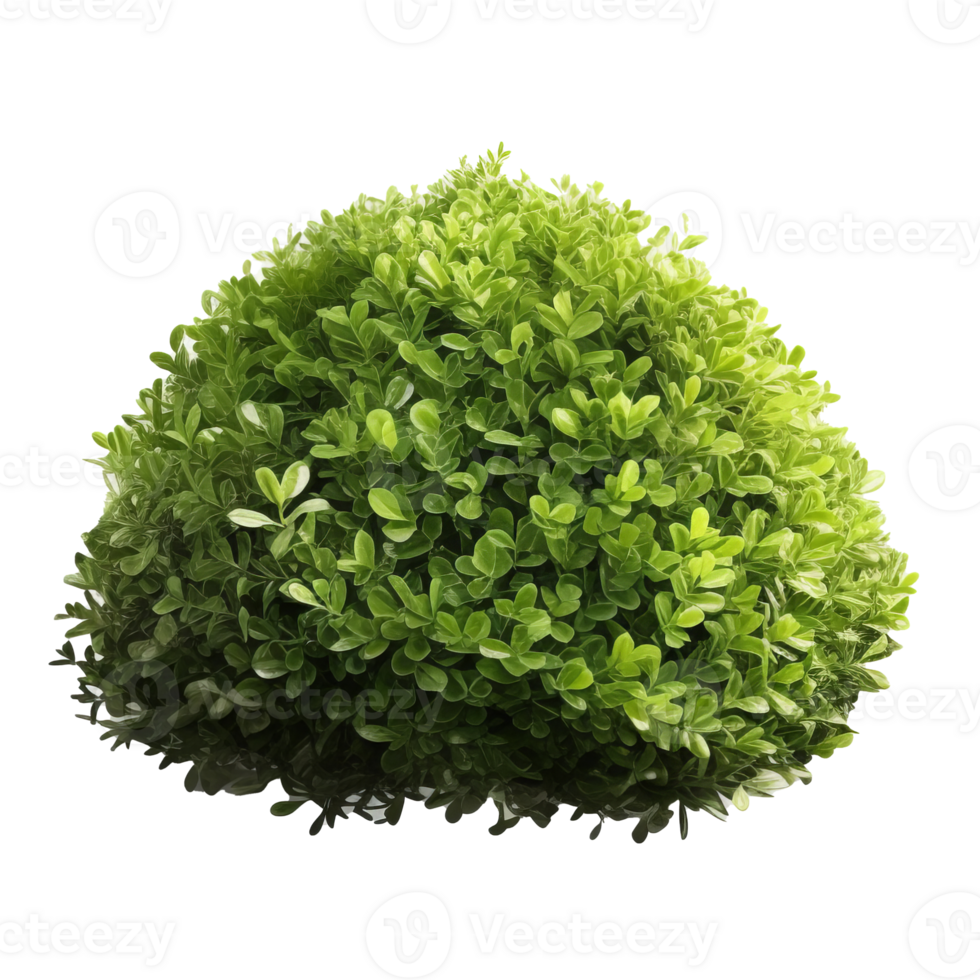 Green bush isolated. Illustration png