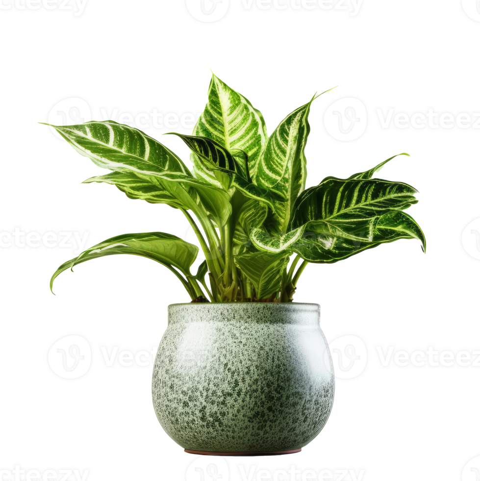 Green domestic plant in flowerpot. Illustration png