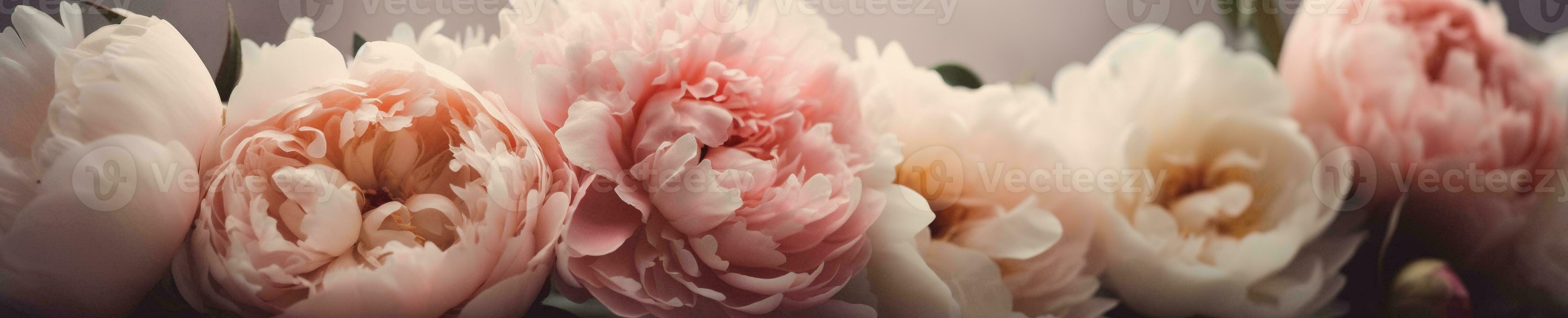 A delicate and feminine peony banner with soft pink and white blooms arranged in a circular pattern. photo