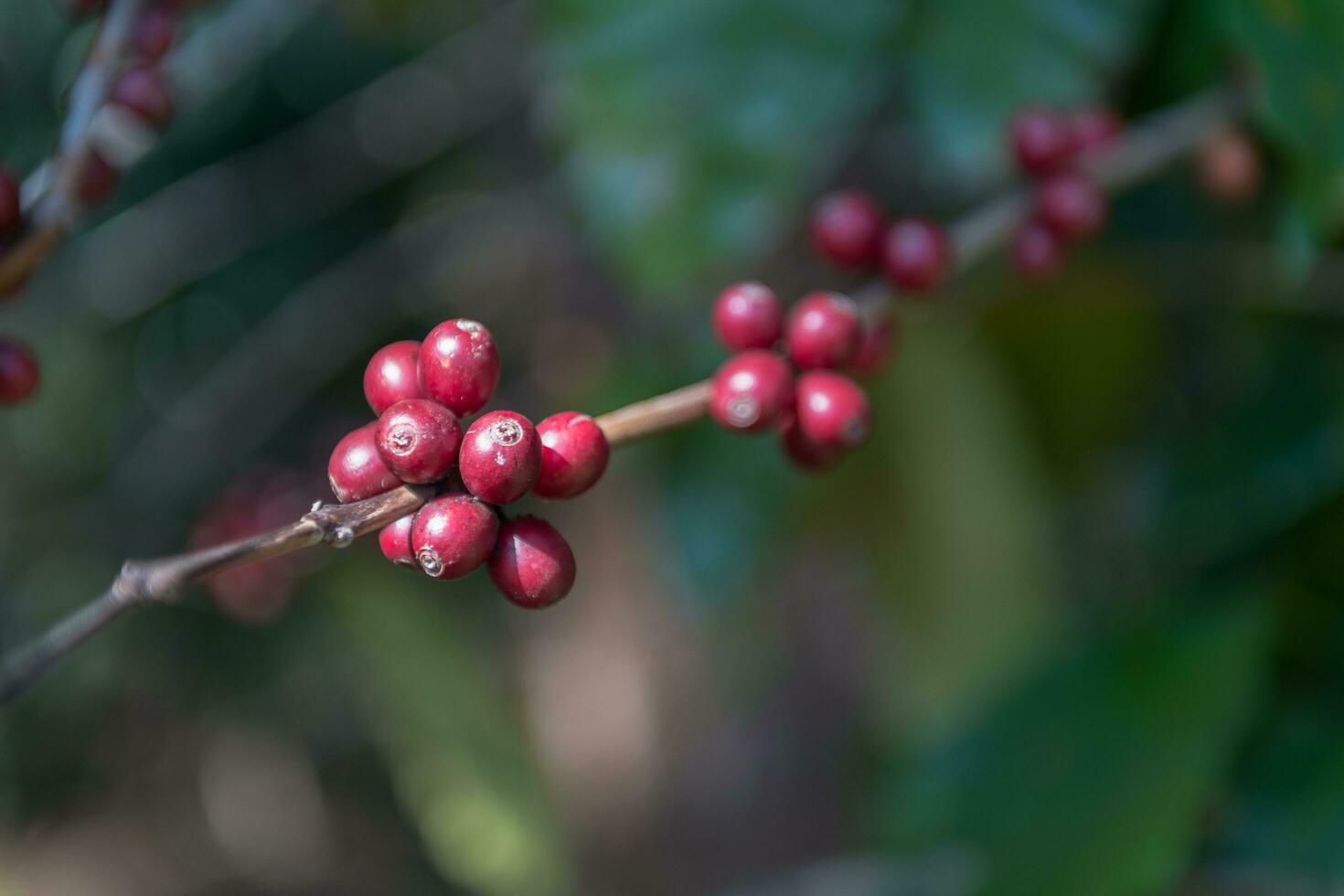 Close Up Co                     ffee beans ripening on tree in forest. photo