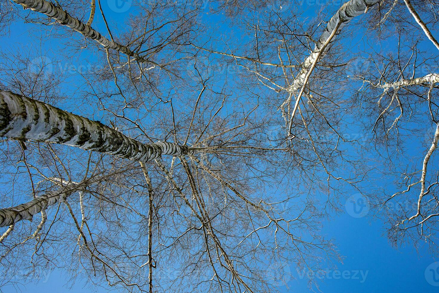 white birch trees without leaves against the background of a smooth cloudless winter sky photo