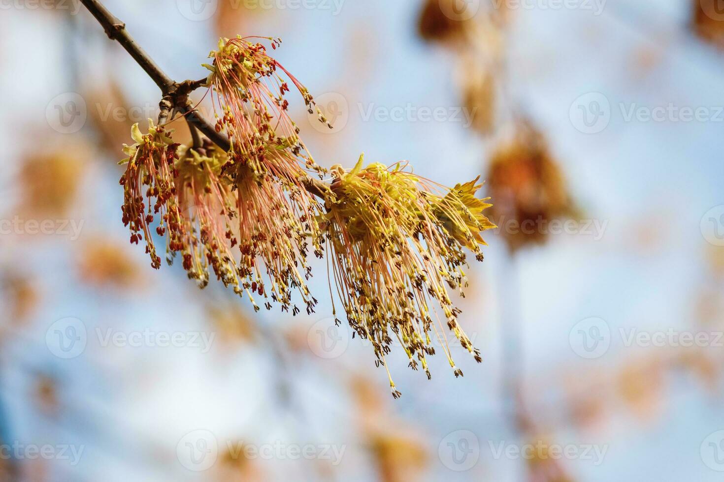 Ash-leaf maple tree blooming in spring photo