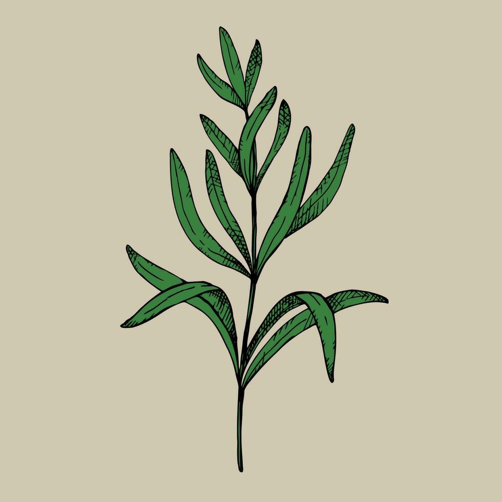 Rosemary plant. Hand drawn rosemary, color sketch vector illustration. Organic herb for cooking and fragrant seasoning.