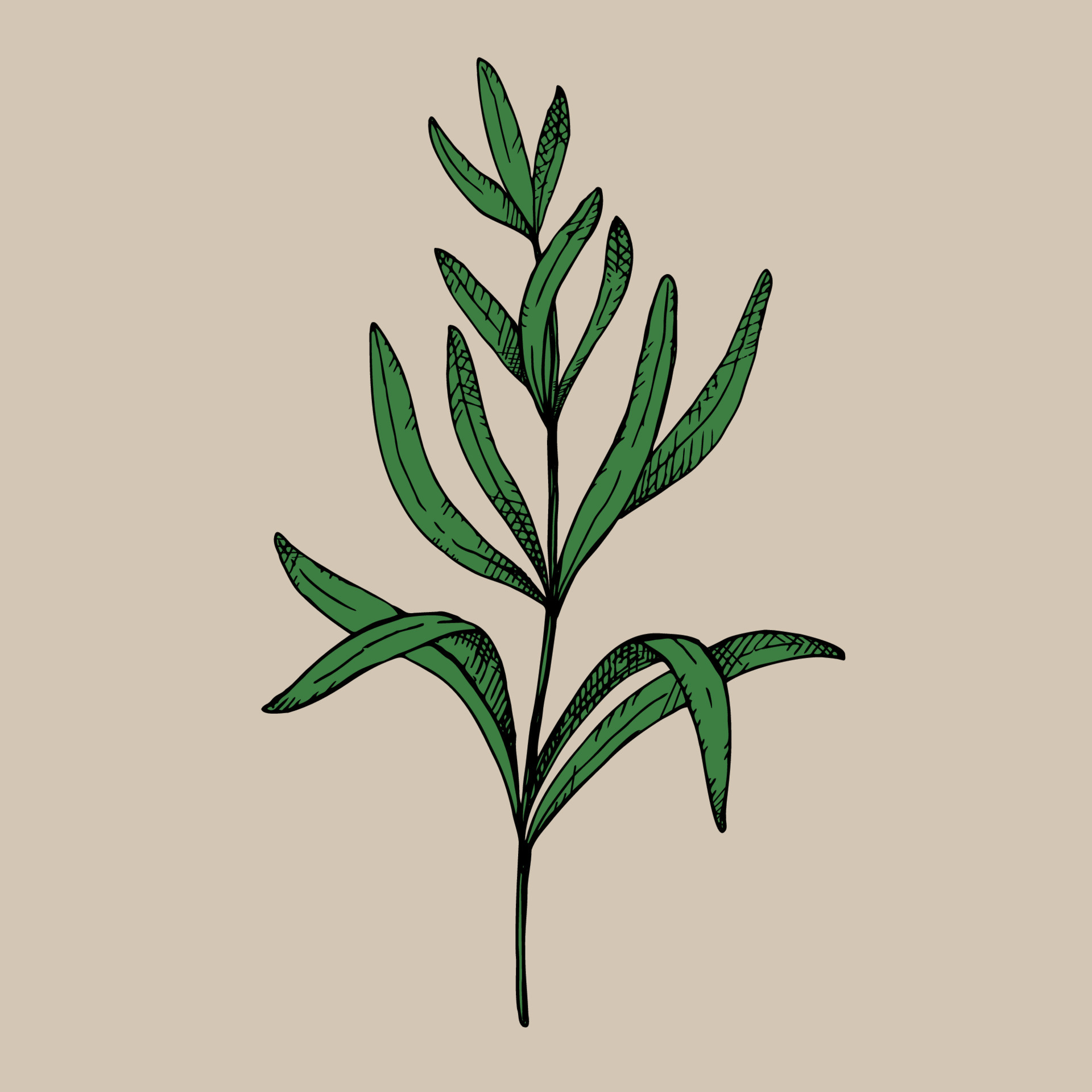 Rosemary plant. Hand drawn rosemary, color sketch vector illustration