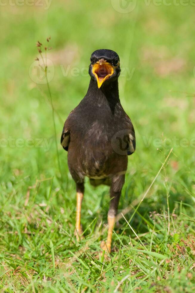 Indian Myna, Acridotheres tristis bird standing in grass photo