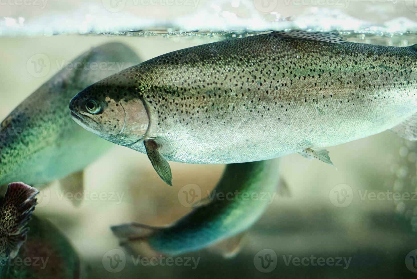 Rainbow trout fish swimming in aquarium, pisciculture, aquaculture , live fish for sale in supermarket photo