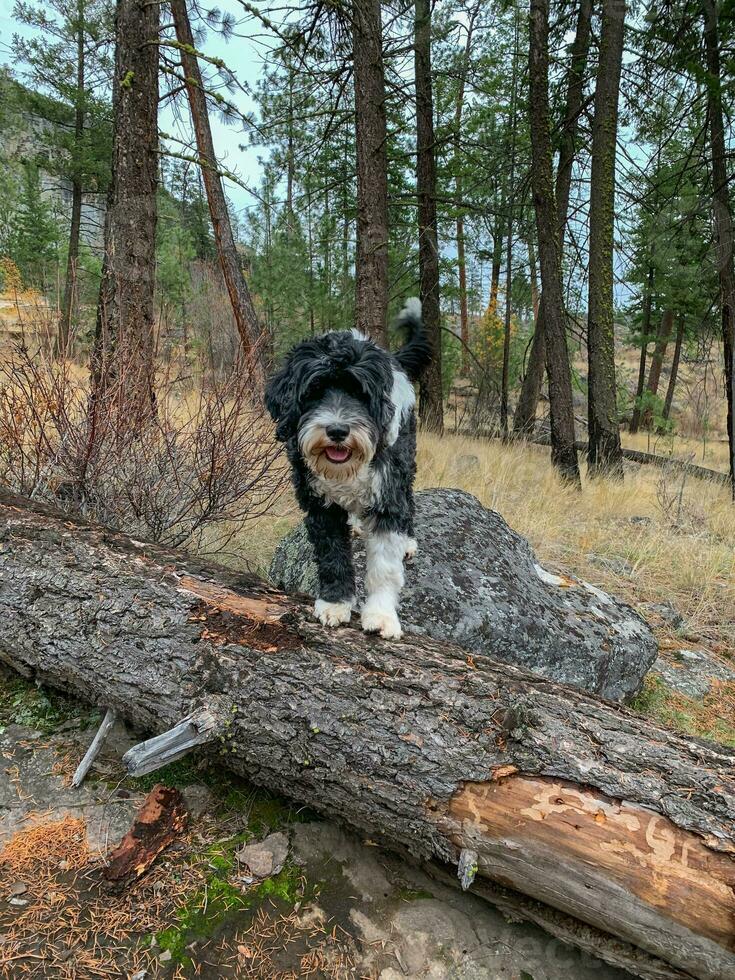 Portuguese Water Dog standing on a log at Skaha Bluff Provinical Park in Oliver, BC photo