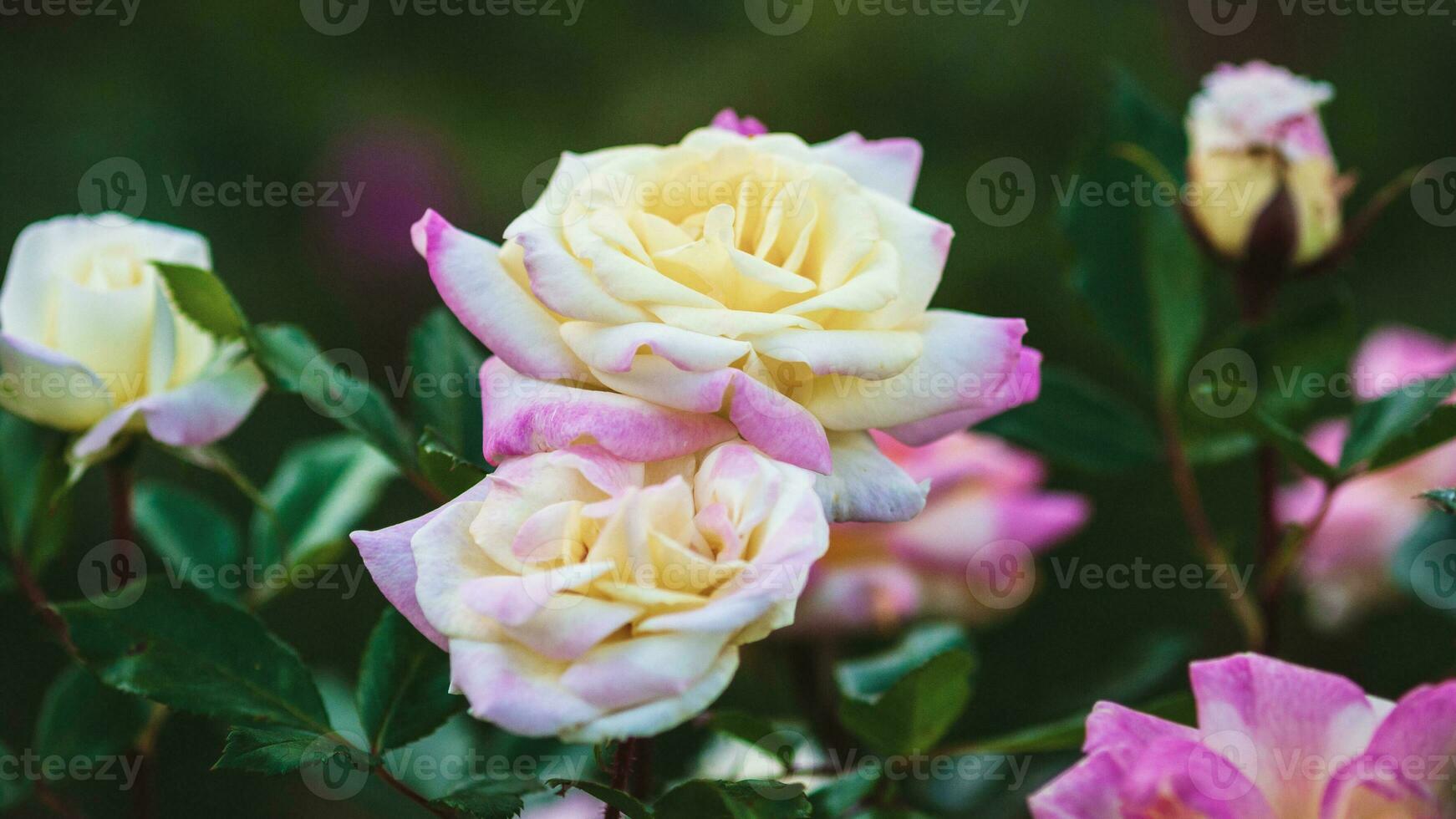 Garden roses in bloom closeup. Yellow-pink Music Box Rosa breed by Ping Lim, 2012 photo